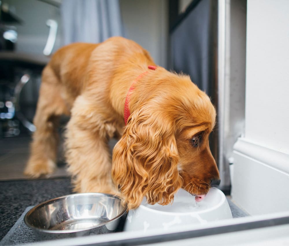 Happy dog hydrating while looking out the window of her new home at Parkwood in Lancaster, California