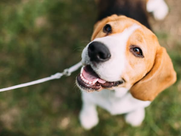 Happy puppy ready for a walk at one of the parks near TerraLane at South Mountain in Phoenix, Arizona