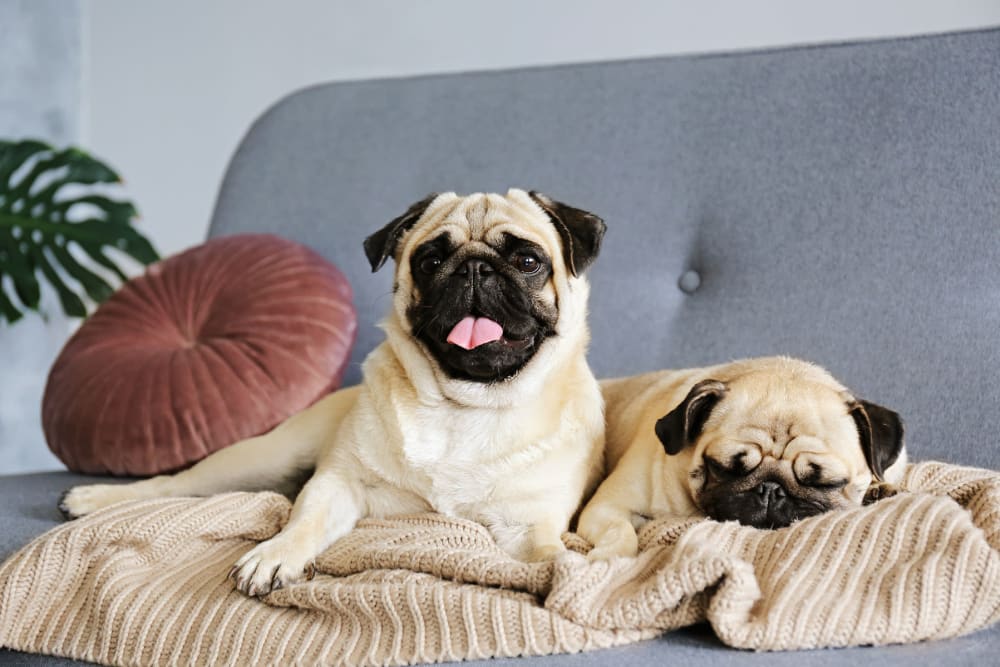 Happy Pugs relaxing on the couch in their new home at Oaks 5th Street Crossing at City Station in Garland, Texas