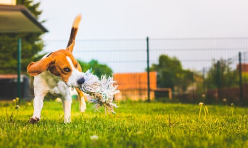 Dog playing at the park at City Walk Apartments in Concord, California