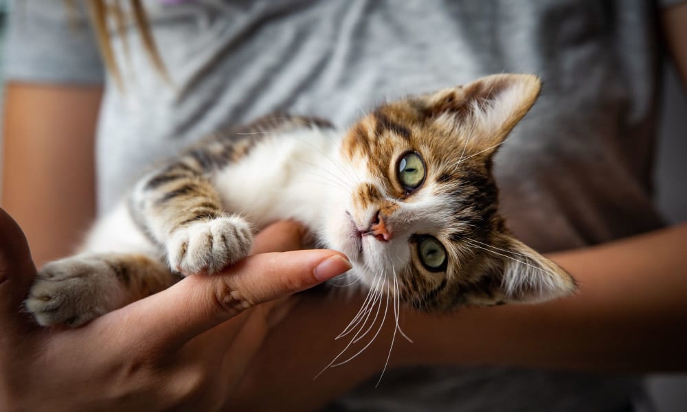 Resident holding her cat at City Harbor in Melbourne, Florida