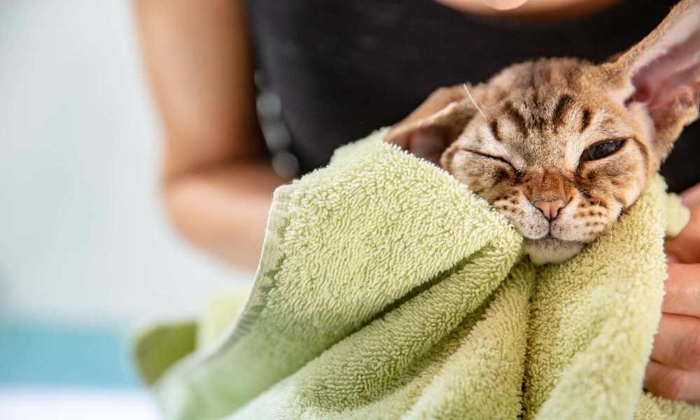 Happy cat getting scratched behind her ears at The Edmond in Rochester, New York