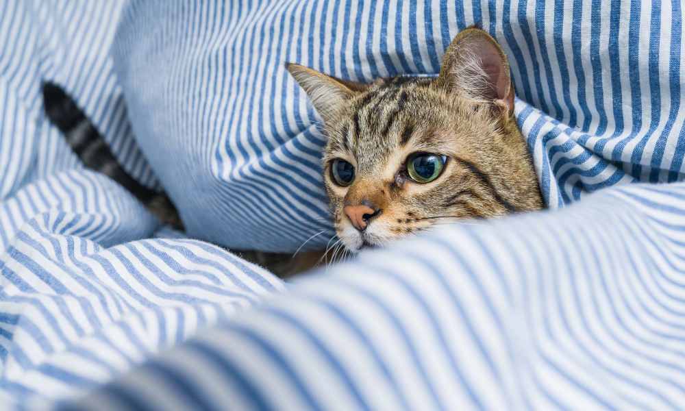 Happy cat at Copper Trail Townhomes in Owasso, Oklahoma