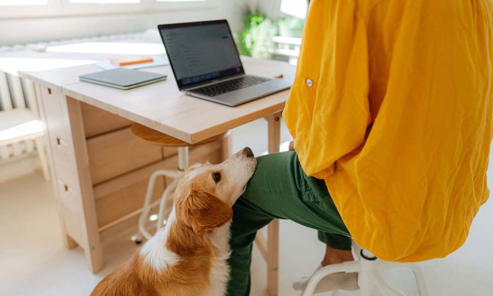 Resident working on a laptop with a dog next to him near J Linea in Washington, District of Columbia