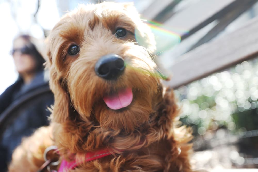 Doodle with their tongue out at Salt River Flats in Phoenix, Arizona