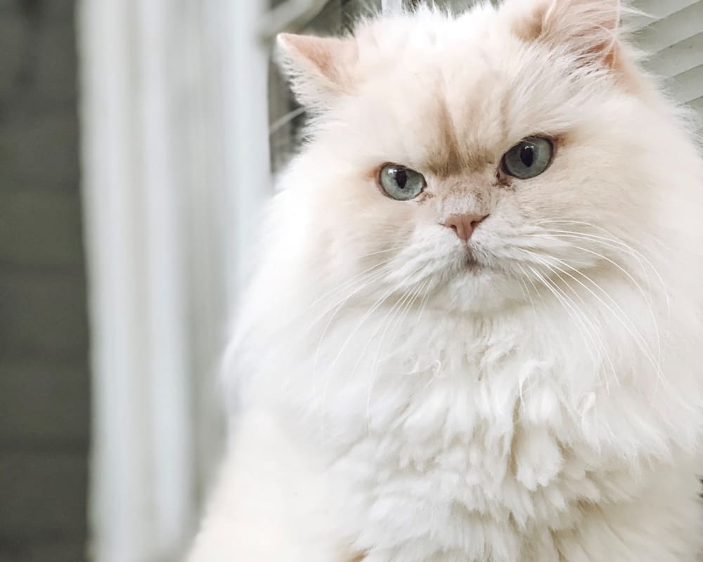 A fluffy white cat at Cigar Lofts in Richmond, Virginia