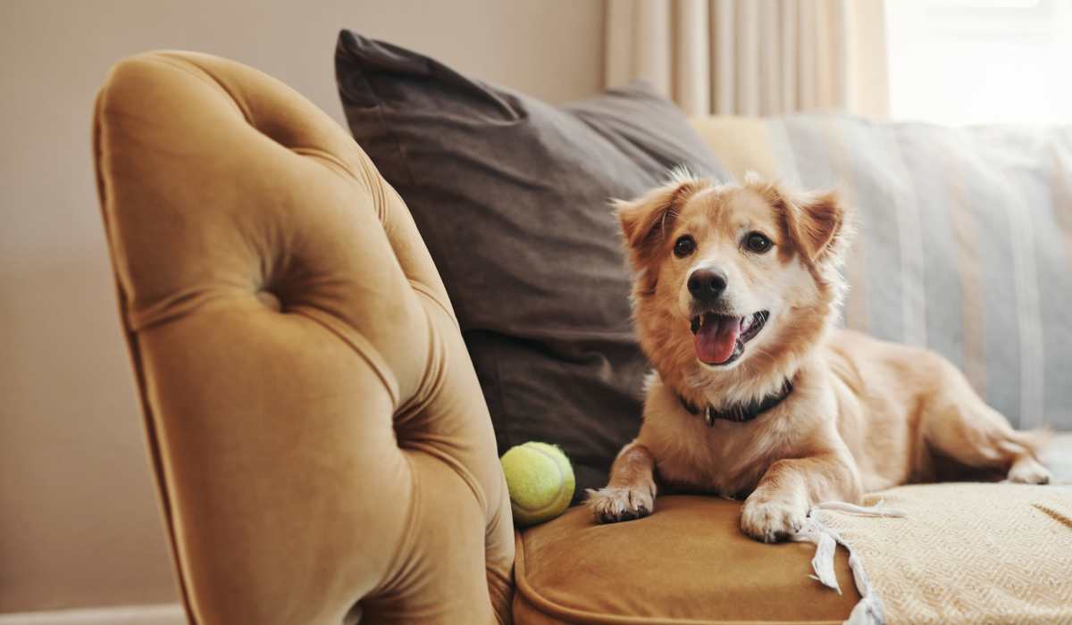 A happy puppy lays on a chair with his ball at Attain at Quarterpath, Williamsburg, Virginia