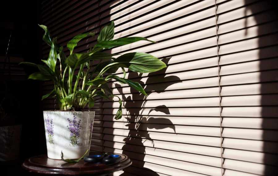 Indoor plant at Riverstone in San Marcos,Texas