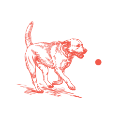 Dog playing with a ball at North Square Apartments at The Mill District in Amherst, Massachusetts