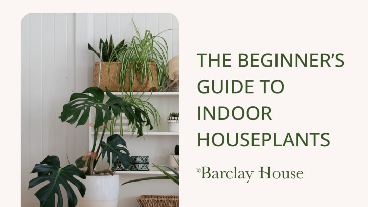 The Beginner’s Guide to Indoor Houseplants