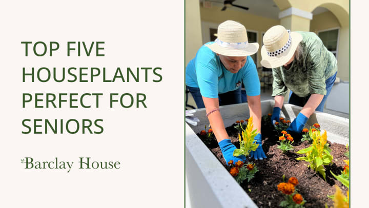 Top 5 Houseplants Perfect for Seniors Blog Banner