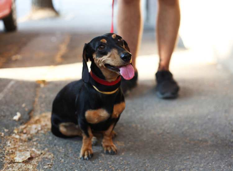 A pup posing for a picture near Brook Avenue Apartments in Roxbury, Massachusetts