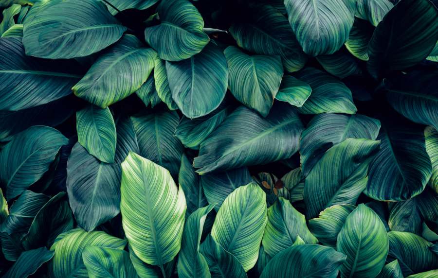 Detail of houseplant at The Colton in Redwood City, California