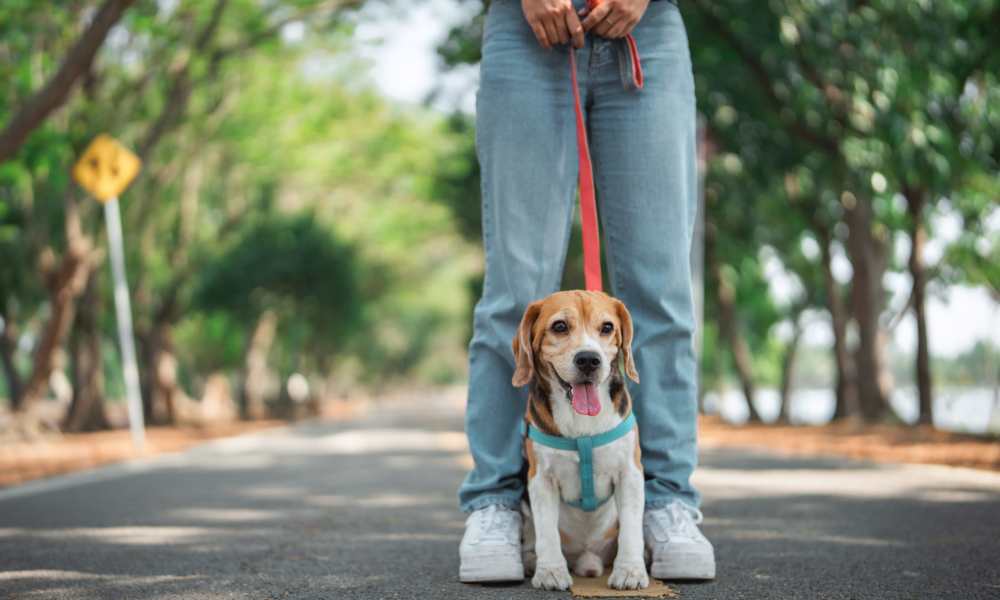 A resident walking their dog outside near The Lowe in Savannah, Georgia