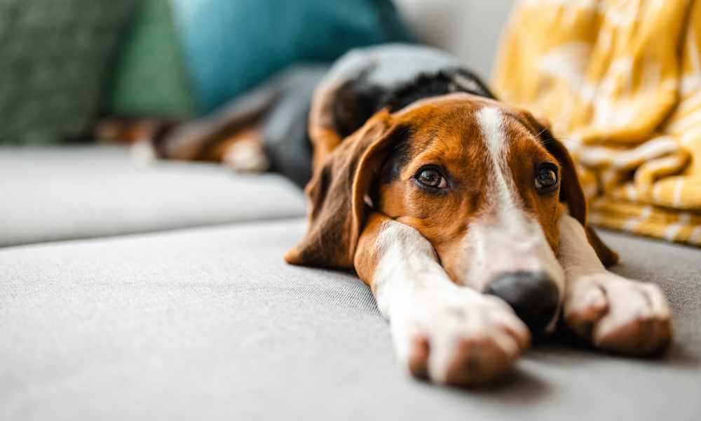 Dog stretching at Woodside Village in Fort Washington, Maryland
