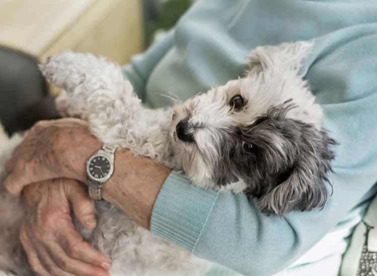 Resident holding her pet at Framingham Green in Framingham Massachusetts