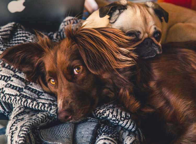 Pet-friendly at Market Mill Apartments in Lowell,Massachusetts