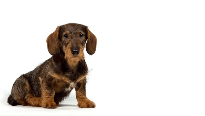A brown and tan dachshund sitting
