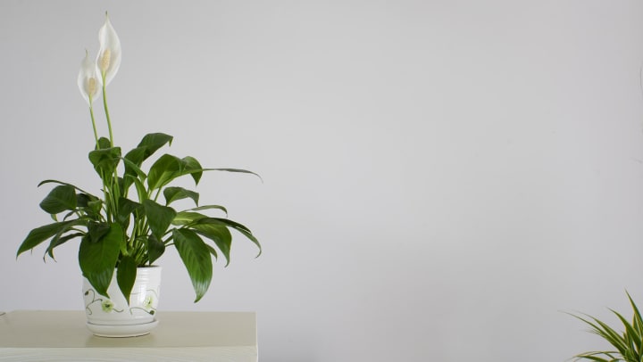 Peace lily on a table