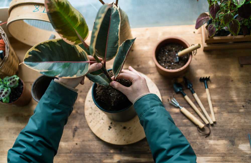 Resident potting houseplants in his apartment home at La Espana Garden in Lodi, California