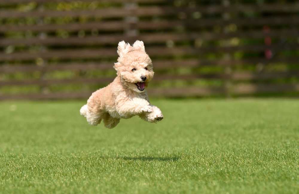 A happy puppy running in a park with greenery at Reidy Creek Apartments in Escondido, California