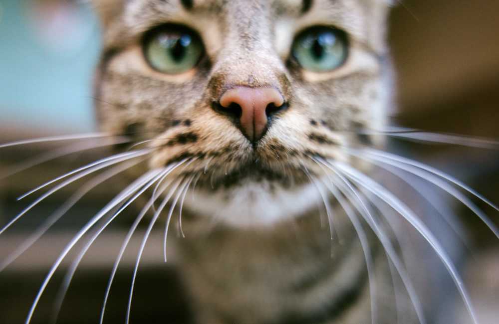 Close up of a cat at Mountain Breeze Villas in San Bernardino, California