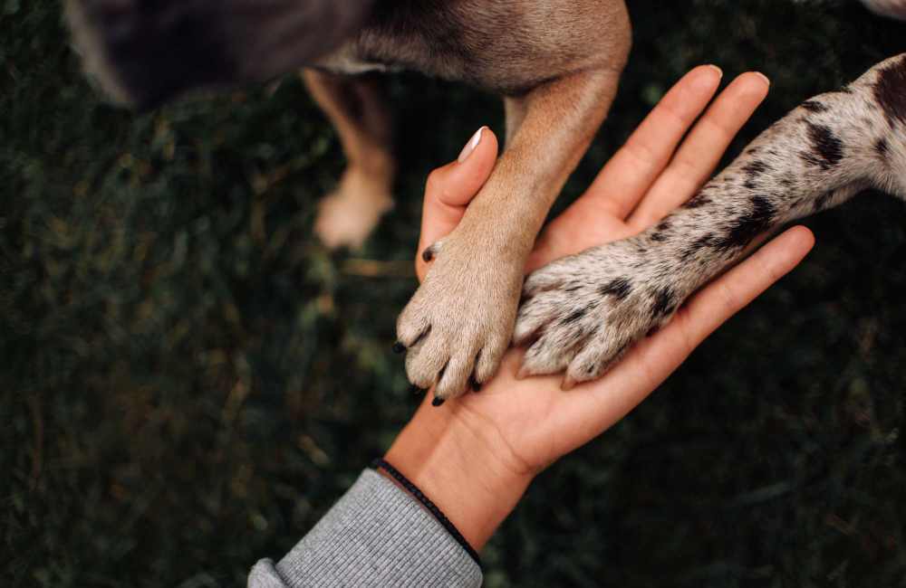 Pet-friendly community at Cleveland Crossings in Woodburn, Oregon