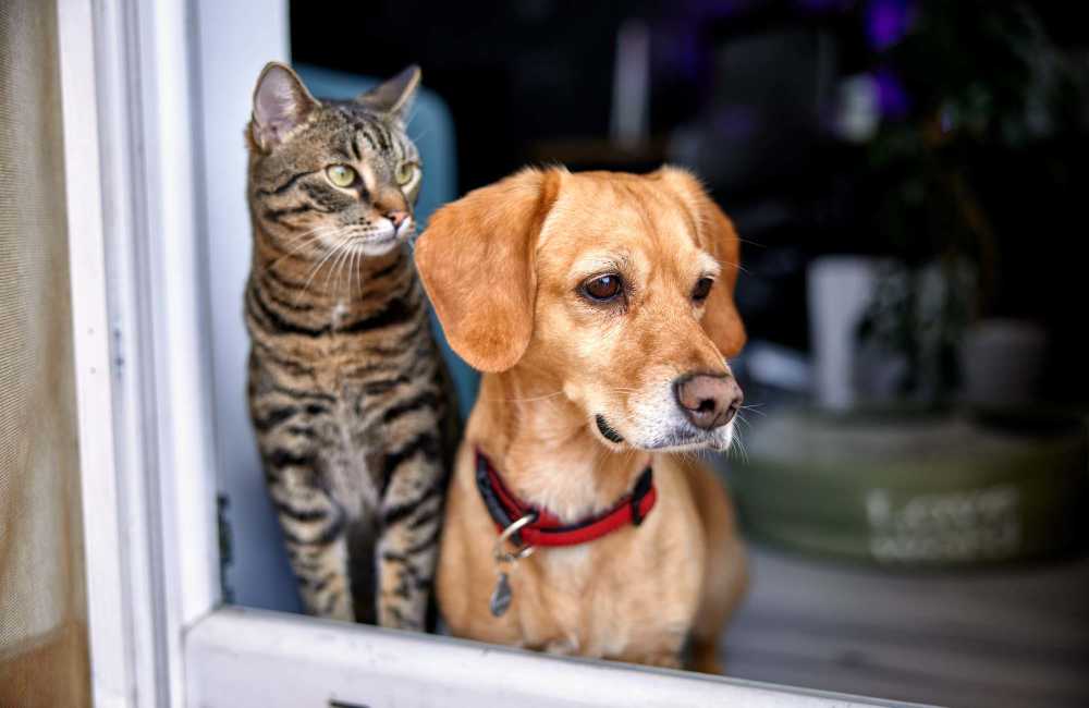 Pets looking out from window at Live Oak Trails in Austin, Texas