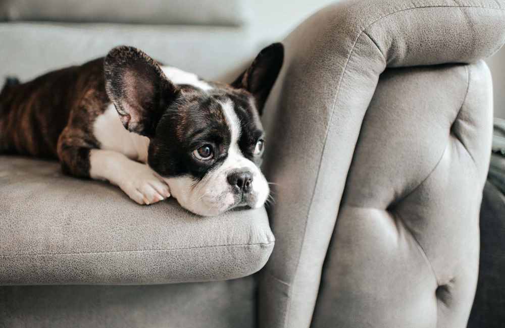 Happy cat looking in her apartment at Sierra Vista Apartments in Austin, Texas