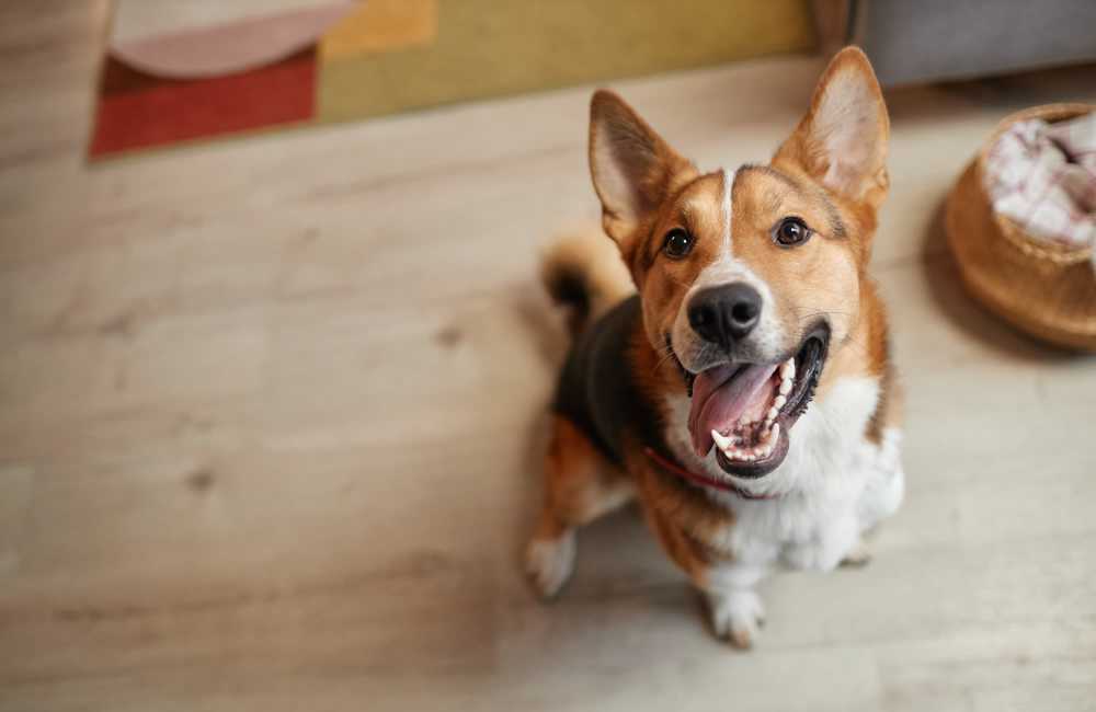 Dog at Larkspur Village Apartments in Durant, Oklahoma