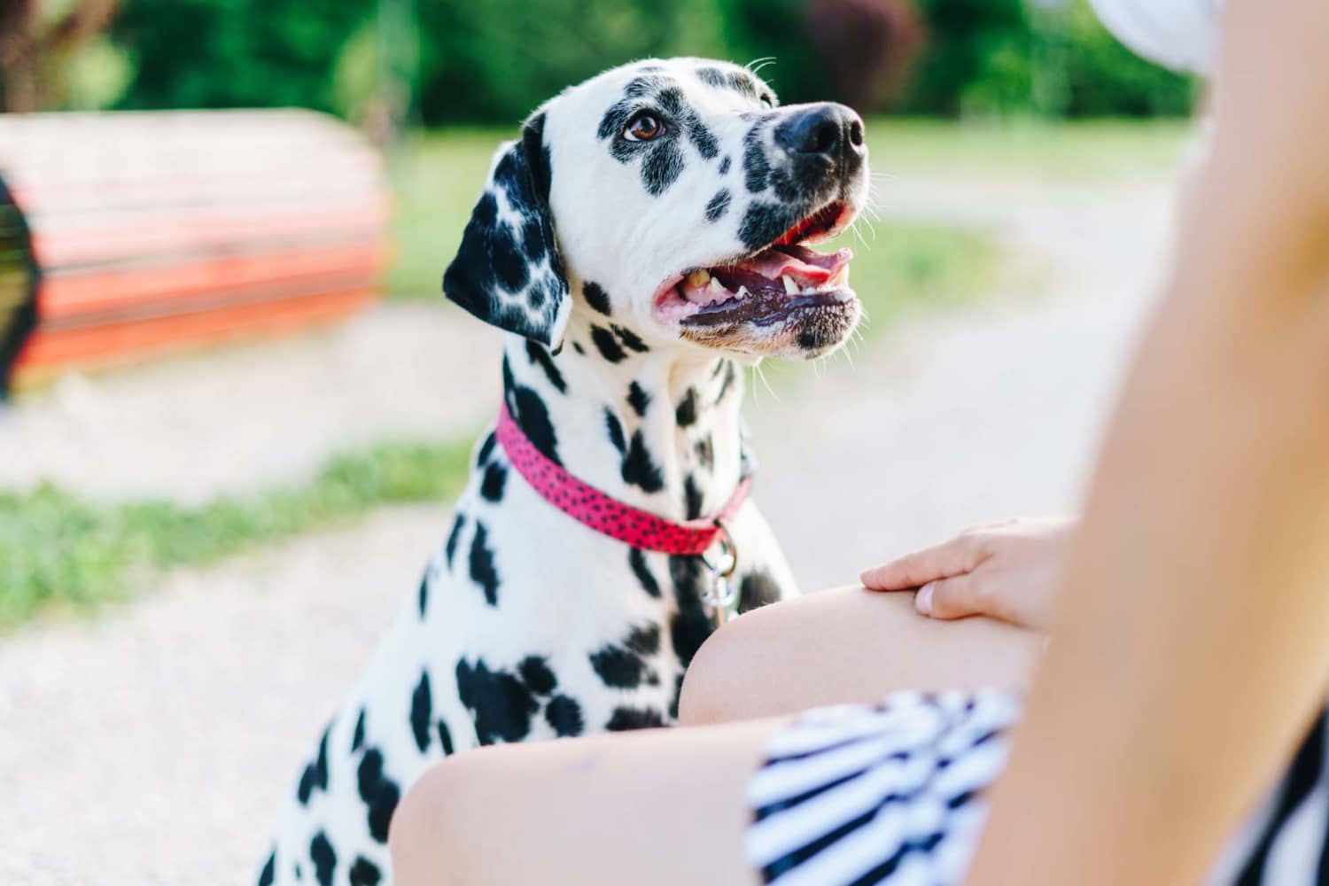 Dog park at Strata Apartments in Denver, Colorado  