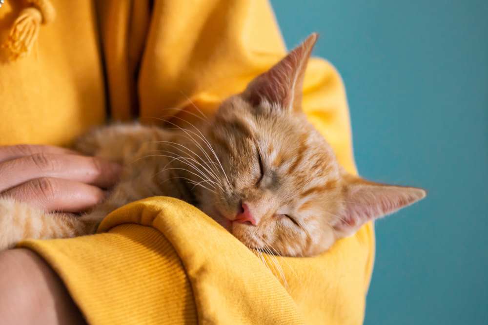 Cat relaxing in her new home at The Reserves at Eagle Point in Aurora, Colorado