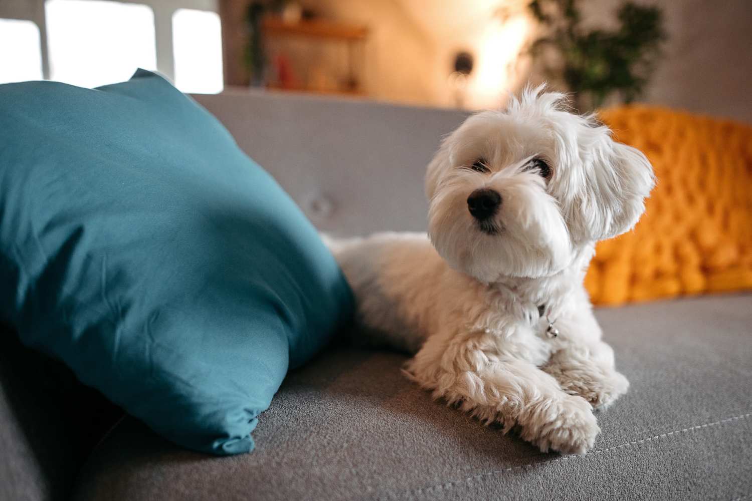 Dog resting on the couch at Reeds Landing Apartments in Edmond, Oklahoma