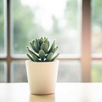 Indoor plant in an apartment at Warrick Trail Apartments in Newburgh, Indiana
