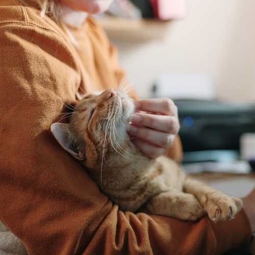 Cuddling a cat at Waterstone Terrace in Benicia, California