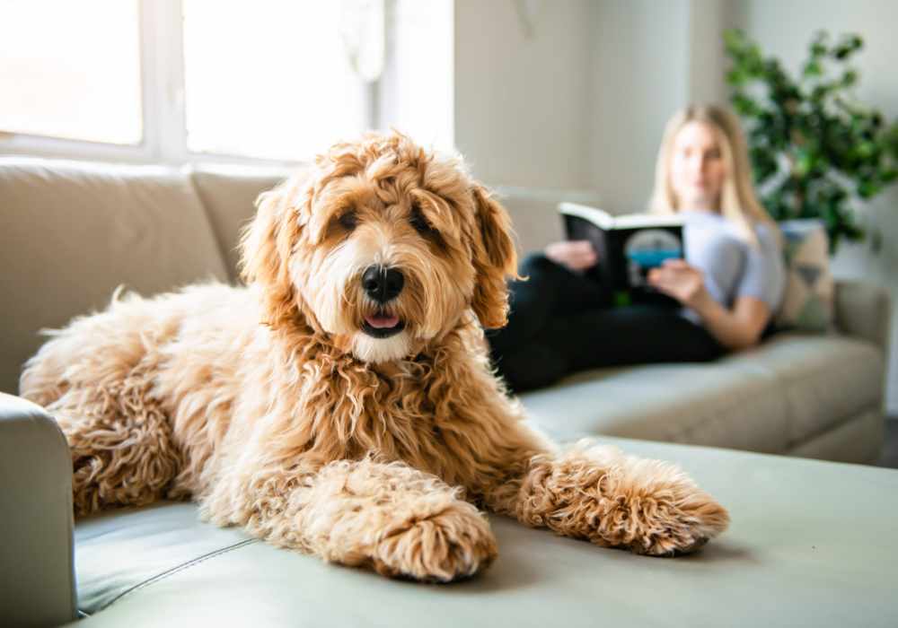 Resident dog in their pet-friendly home at Greer Mill Residences in Greer, South Carolina