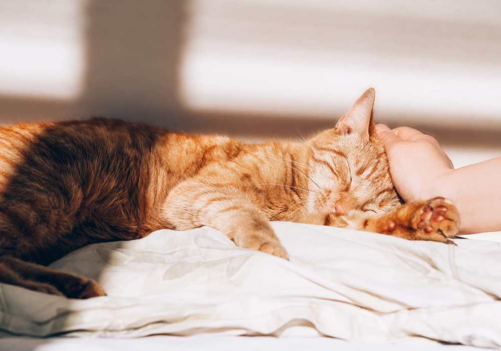 Orange cat sleeping while being petted on a blanket at Cresta Bella in San Diego, California