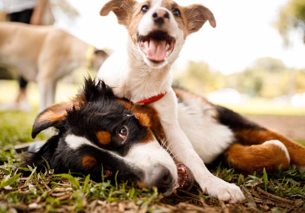 Two dogs at Cascade Park in Colorado Springs,Colorado