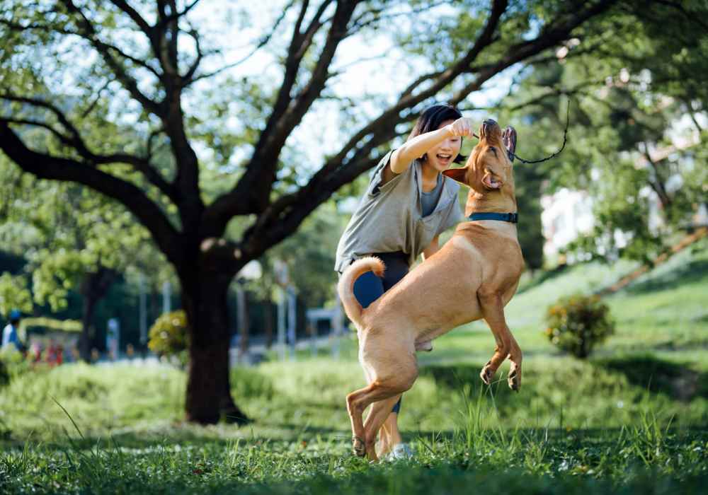Woman playing with dog in grassy area under a tree, pet-friendly community environment at Dutch Village Apartments in Baltimore, Maryland