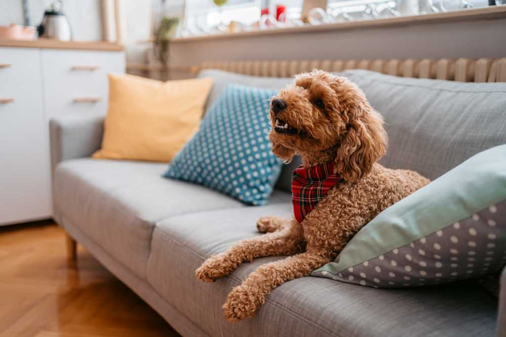 Cute dog relaxing on a couch at Copper Landing in Airway Heights, Washington
