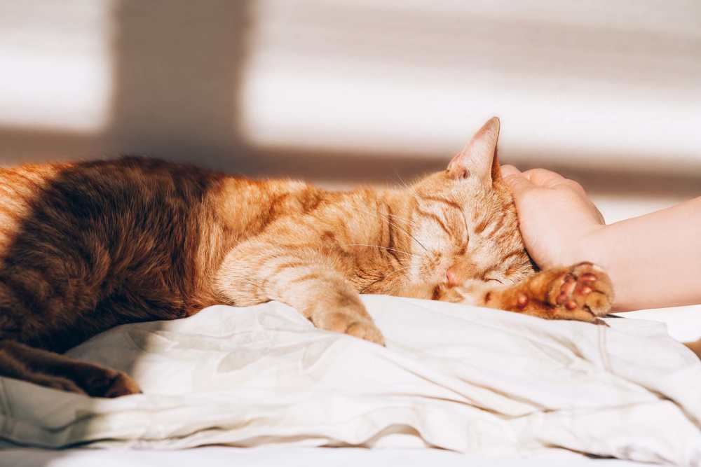 Resident petting a cat in home at Springhouse Square in Charlotte, North Carolina