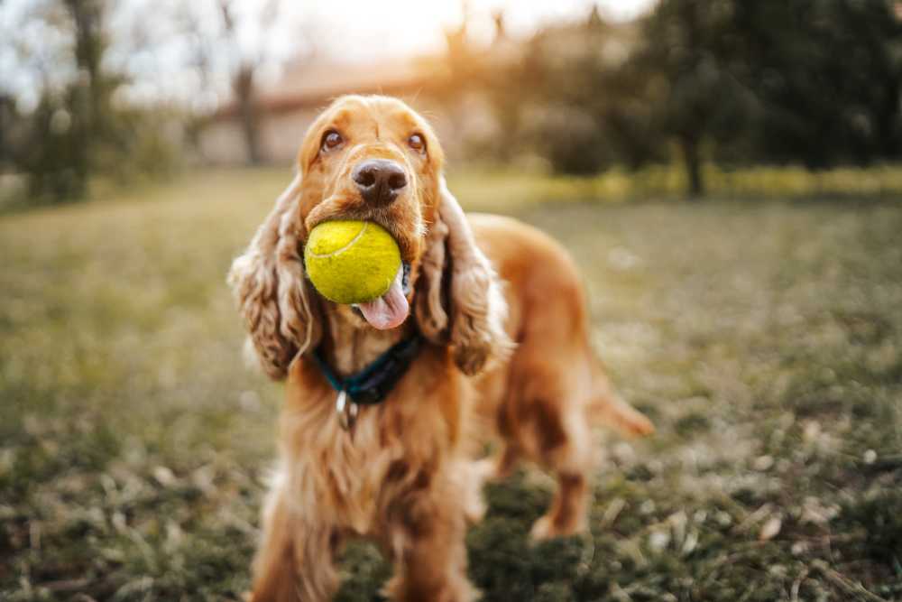 Dog catch the ball in ground near Larkspur Village Apartments in Durant, Oklahoma 