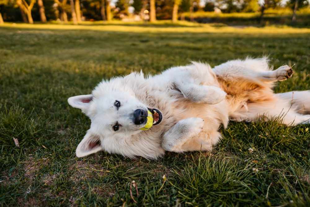White dog playing with a tennis ball at the on-site dog park at The Havenly Gilbert in Gilbert, Arizona