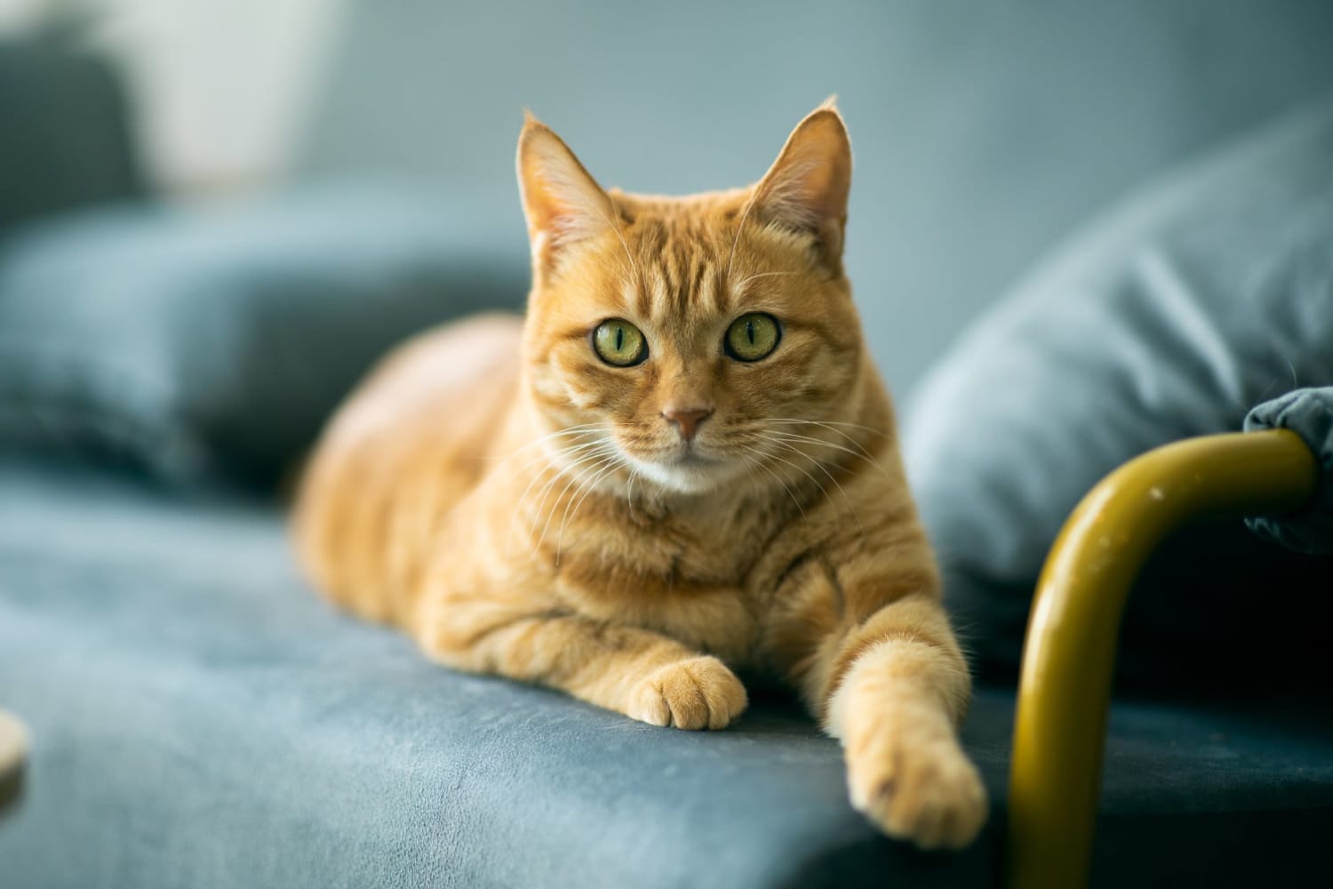 Cat relaxing on the couch at Coeur D'Alene Plaza in Spokane, Washington