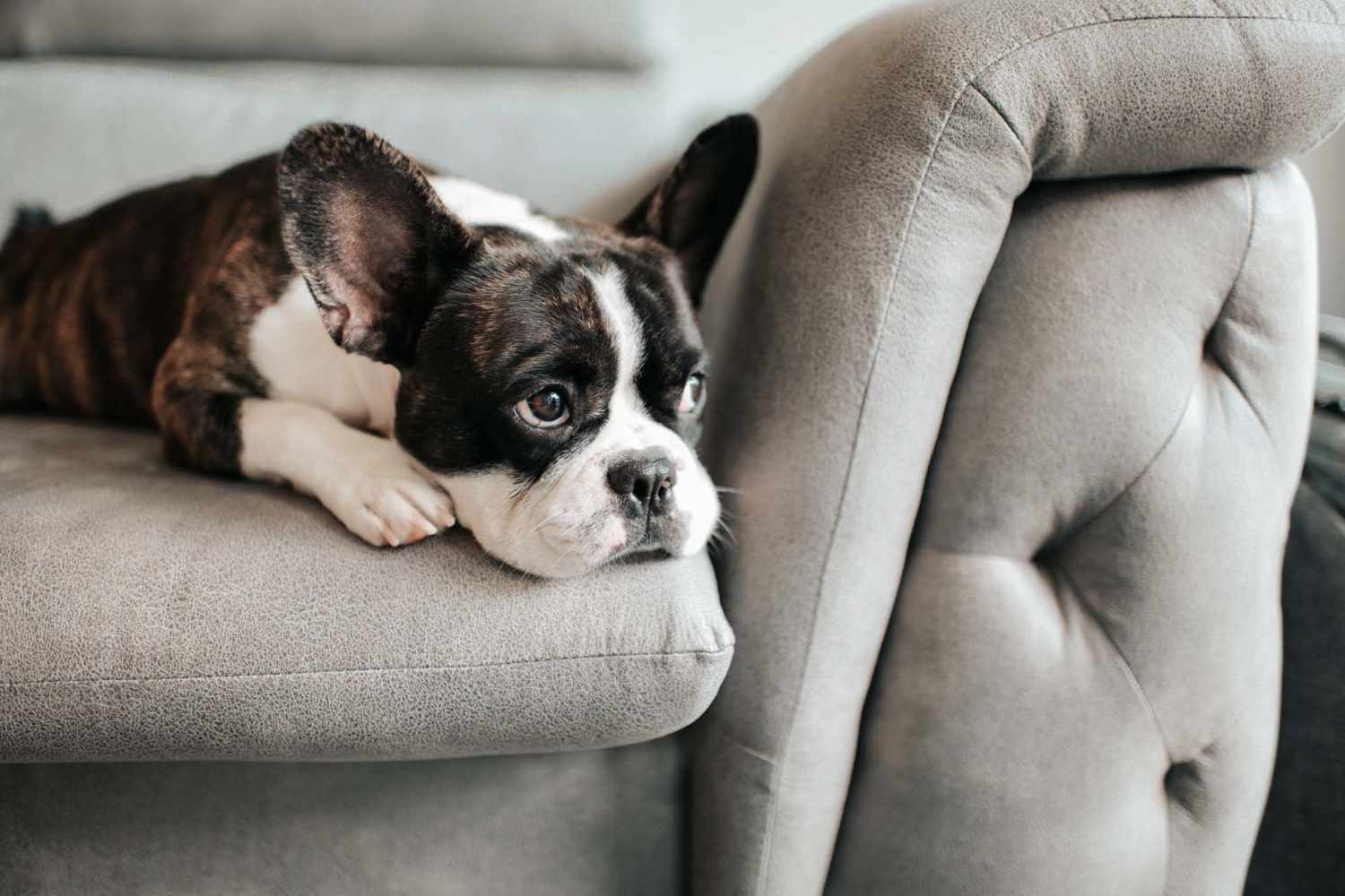 Dog resting on the couch at The Trail Lakes in Fort Worth, Texas