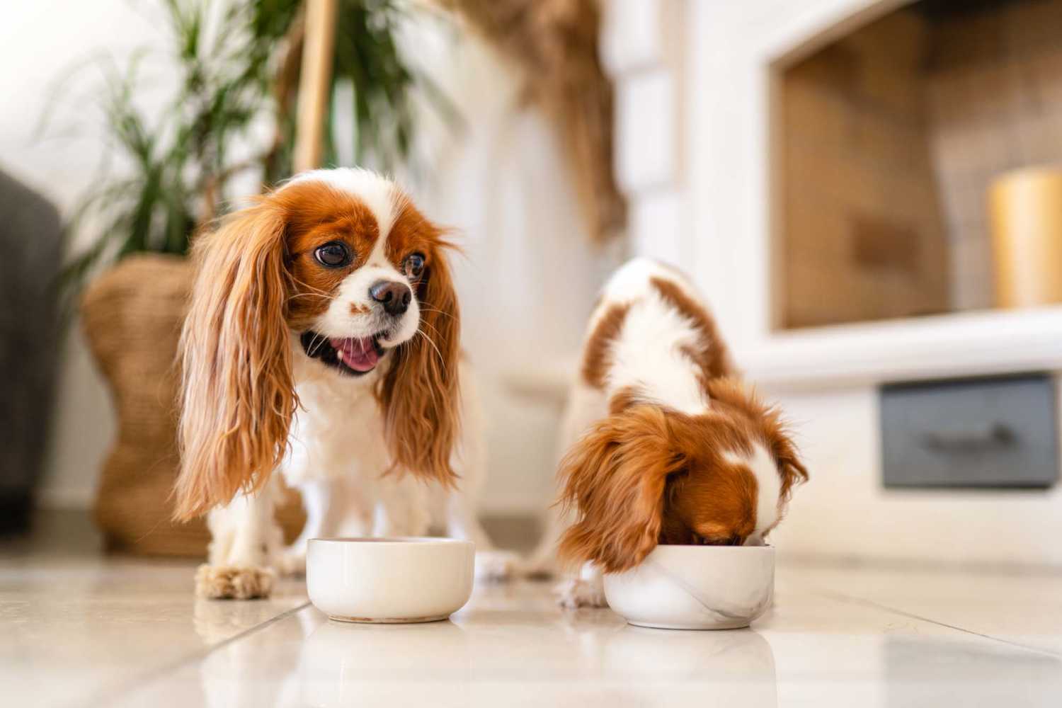 Cute dogs eating at Harborside Marina Bay Apartments in Marina del Rey, California
