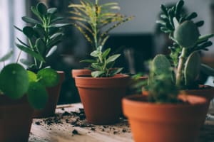 Potted plants at Hawthorne Apartments in Palo Alto, California