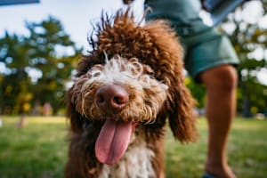 Dog at the park near Wisdom Place in Modesto, California