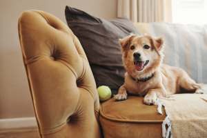 A dog sitting on a couch with a ball in the living room at Copper Ridge in Kennewick, Washington