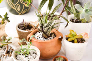 Potted plants at Copper Mountain in Richland, Washington